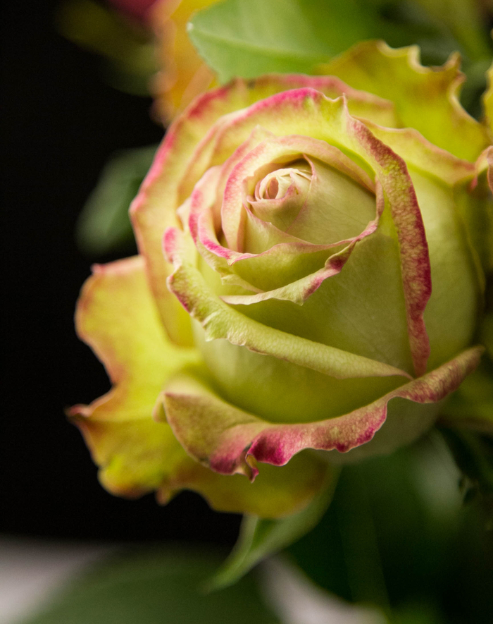 花卉所培育的月季新品种‘翡翠’