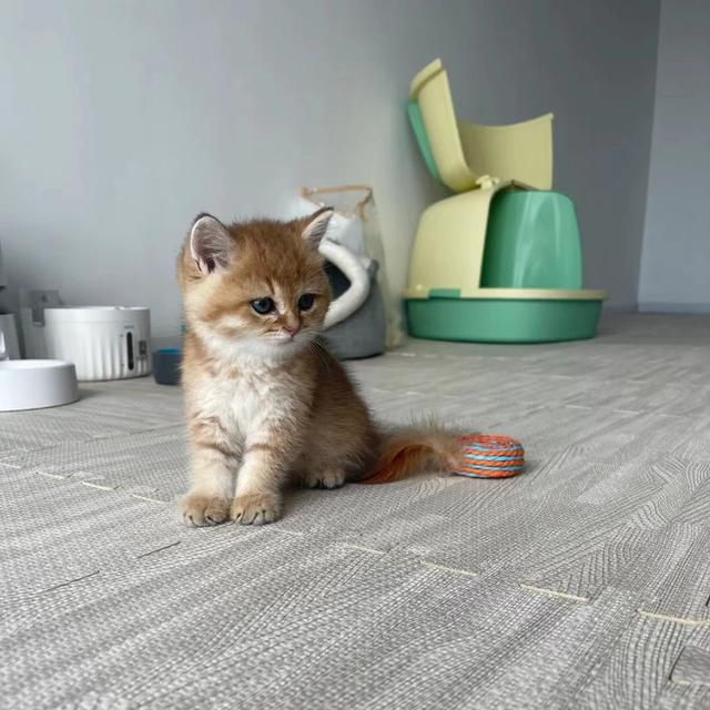 刘慧负责照顾的小猫。图源：受访者