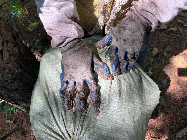 凝在松鳞片尖端上的松油触感黏腻，随温度升高慢慢融化，熊丽云提着的水桶桶壁和手套上都粘连了厚厚一层松针。新京报记者 杨柳 摄