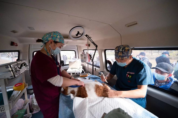 　　皇家助力政府 TNR 流浪猫绝育救助项目