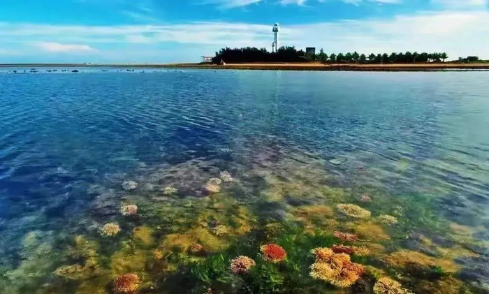 徐闻珊瑚礁保护区  陈北跑 摄