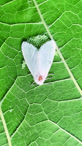    正在植物叶片上产卵的美国白蛾。冯德森摄/光明图片