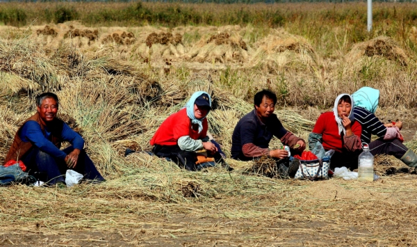 小麦，昌黎县刘台镇高坨村。