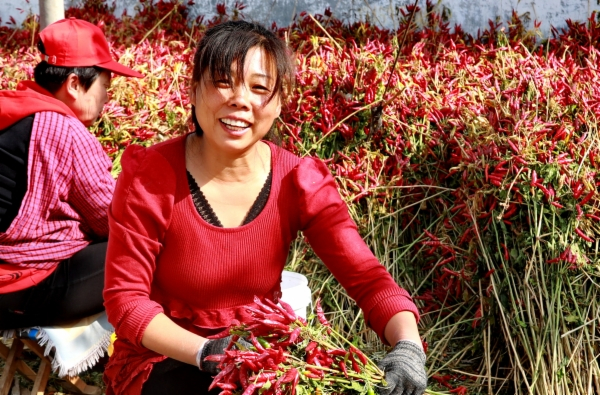 朝天椒，卢龙县刘家营乡三里店。