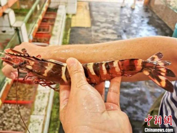 手臂般长的特大野生花鬼虾　李晓春　摄