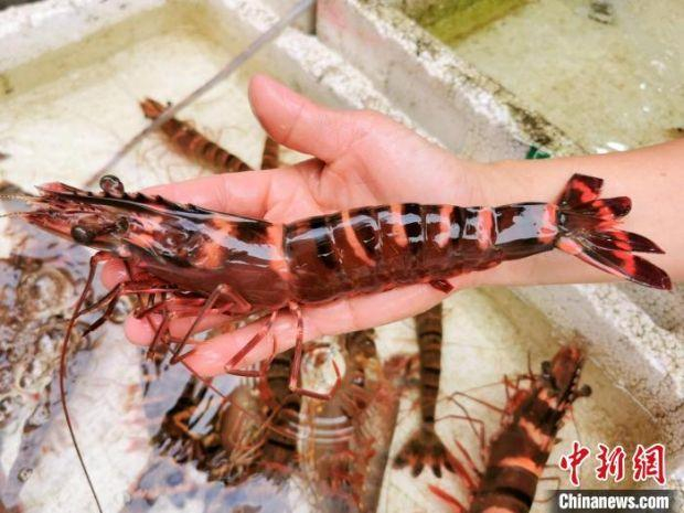 野生花鬼虾，颜色鲜艳且多呈红褐色 李晓春 摄