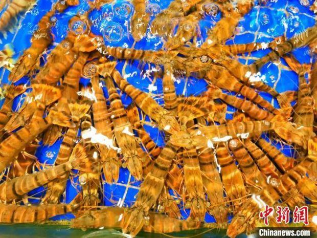 台山专营海鲜的茶楼饭馆鱼池里的花鬼虾，特能吸引食客眼球 李晓春 摄