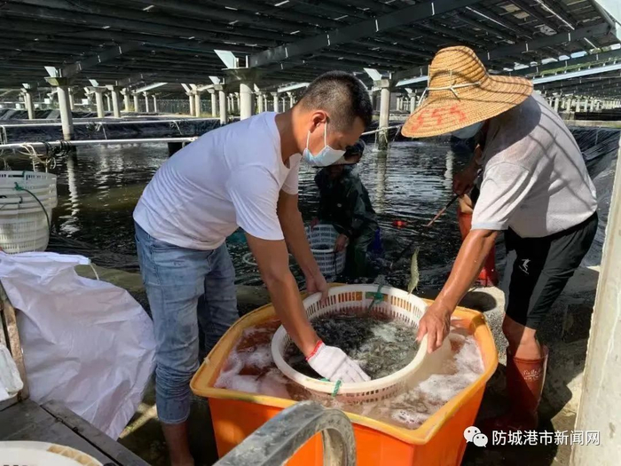 南美白对虾收获。（受访者供图）