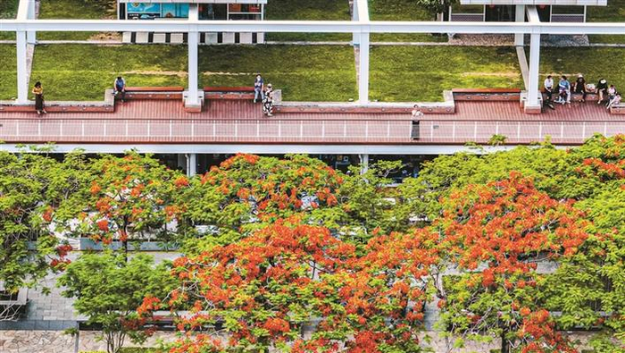 游客在华侨城生态广场欣赏凤凰花。 深圳晚报记者 宁杰文 摄