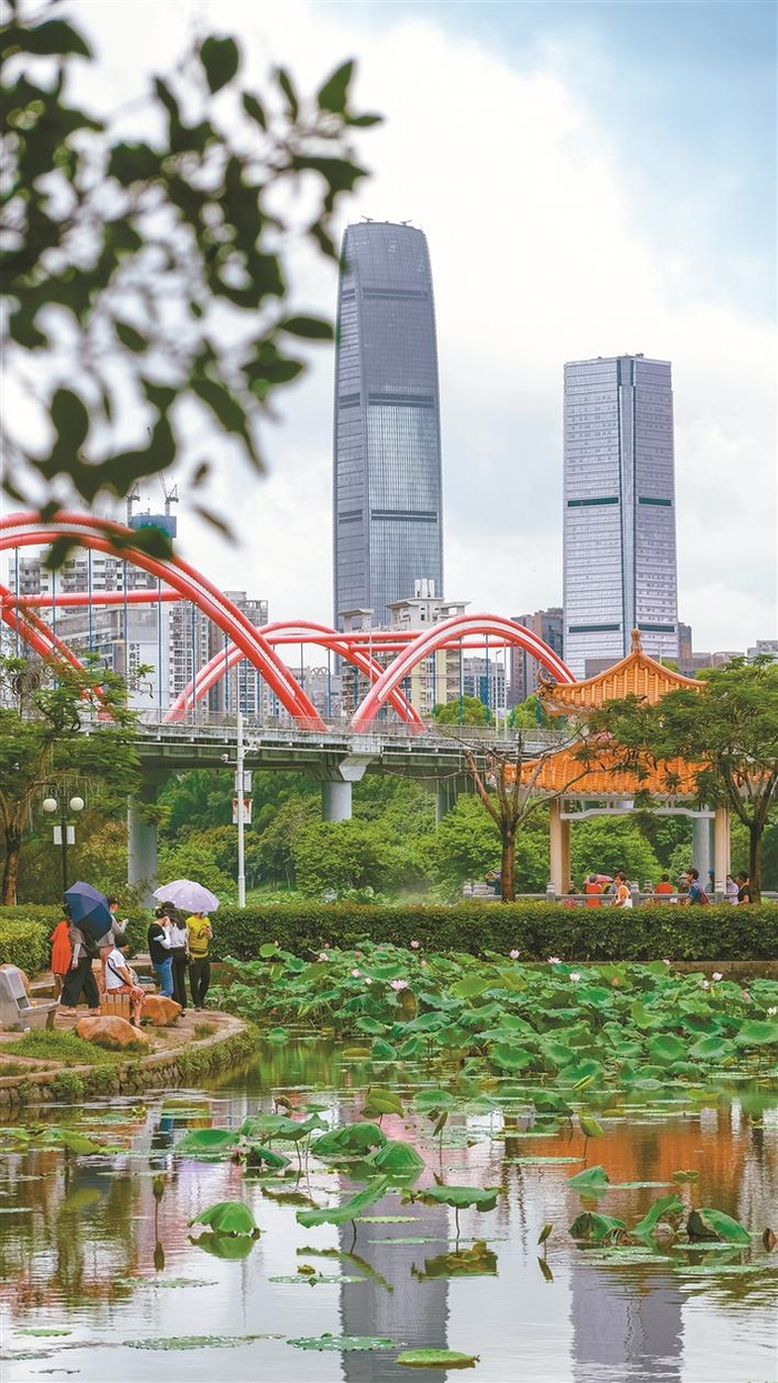 洪湖公园荷花绽放。 深圳晚报记者 宁杰文 摄