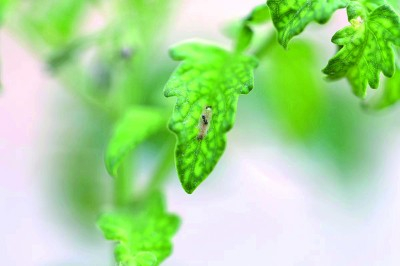     寄生蜂控制番茄潜叶蛾幼虫。张毅波摄/光明图片