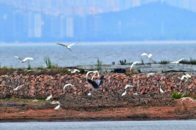     在山东青岛市胶州湾海洋公园北段，在完成互花米草治理的土地上，海鸟争相觅食。王海滨摄/光明图片