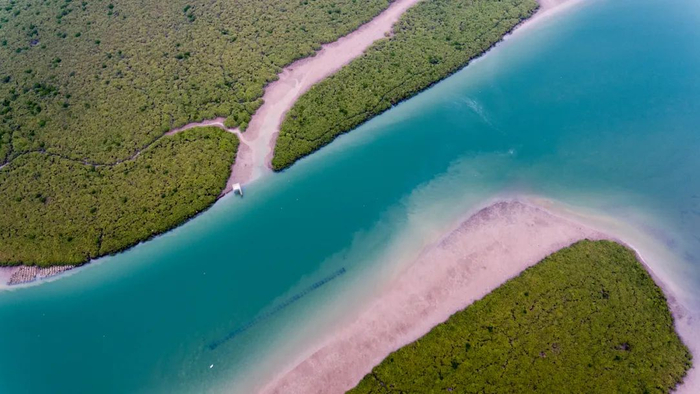 湛江红树林   陈北跑 摄