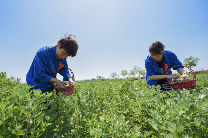 北张庄镇艾草种植基地的村民在采摘艾草。李燊摄