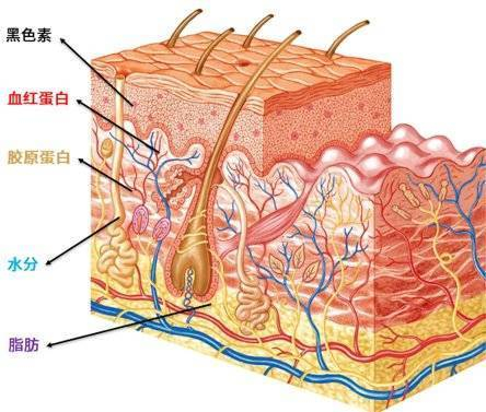 　　皮肤5大靶组织示意图