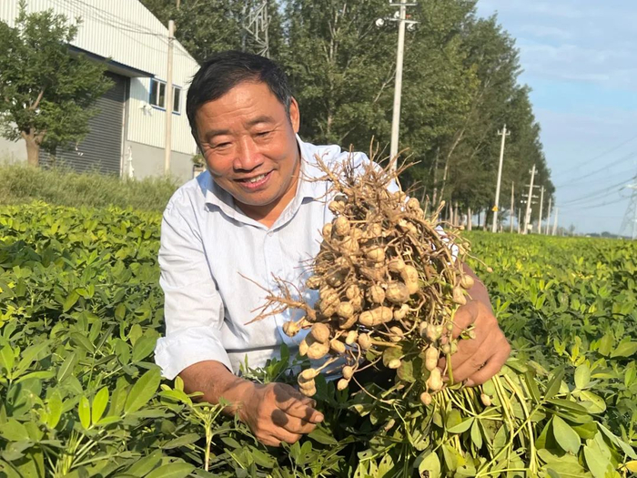 延寿为农服务中心负责人李元智介绍花生生长情况。王燕摄