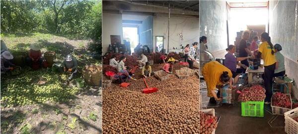 　　核桃采摘、清洗加工、打包发货