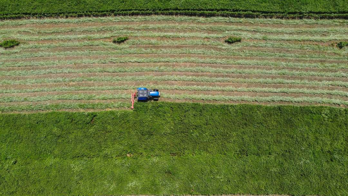 北张庄镇村民正驾驶农机收割艾草。李燊摄