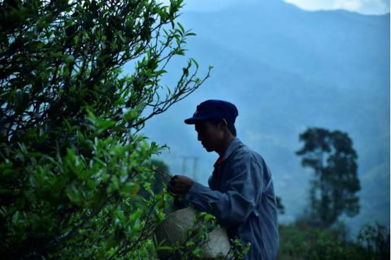 　　【勐库冰岛茶区茶园】