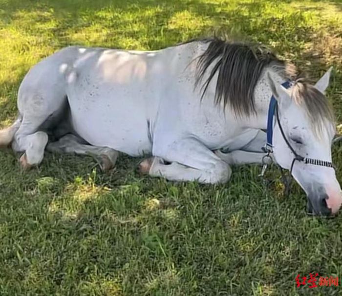 ↑“穗穗” 图片来自徐智显社交媒体