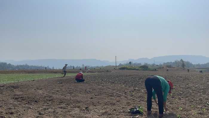 邻水县丰禾镇高墩河村秋洋芋、秋菜种植基地