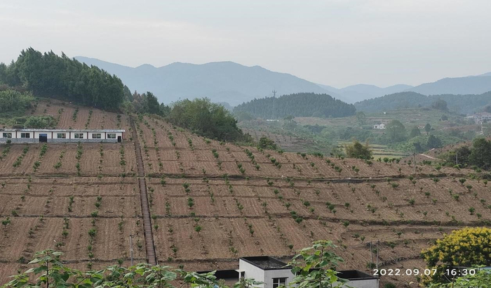邻水县两河镇庙堡村脐橙幼龄果园间作秋菜基地