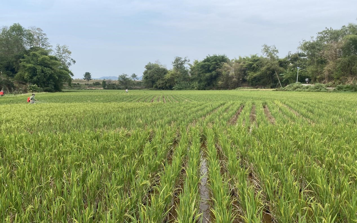 邻水县御临镇沙石村再生稻田