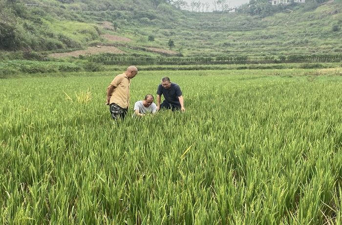 农技人员指导城南镇云顶村再生稻田间管理