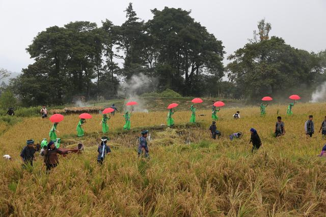 云南元阳梯田上，人们在稻田边上，载歌载舞庆祝丰收。受访者供图