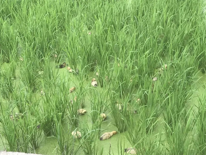 水稻与鸭子共同生长。图片由仁化县农业示范局提供