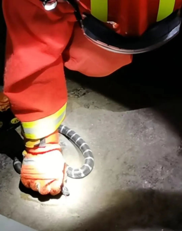 资料图：消防员接到求助，到居民家中抓捕银环蛇。来源：铜仁消防视频截图
