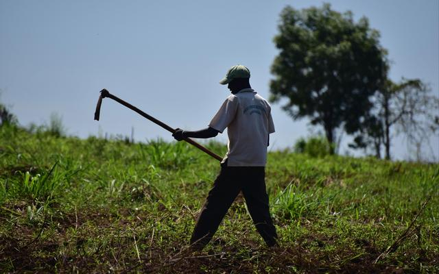 2018年3月，当地农户在项目地耕作。中国农业大学供图