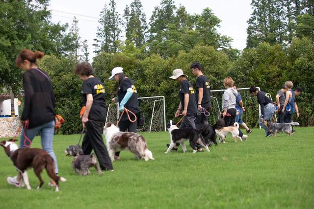 金佩（左二）带治疗犬biubiu参加治疗犬培训。受访者供图
