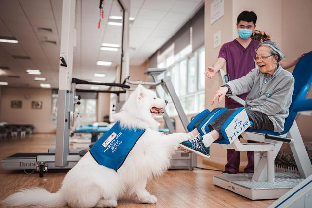 工作中的治疗犬摩摩。受访者供图