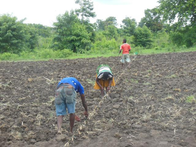 2018年2月，当地村民在进行密植技术拉线精耕细作。中国农业大学供图