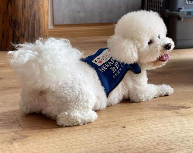 治疗犬悠悠。受访者供图