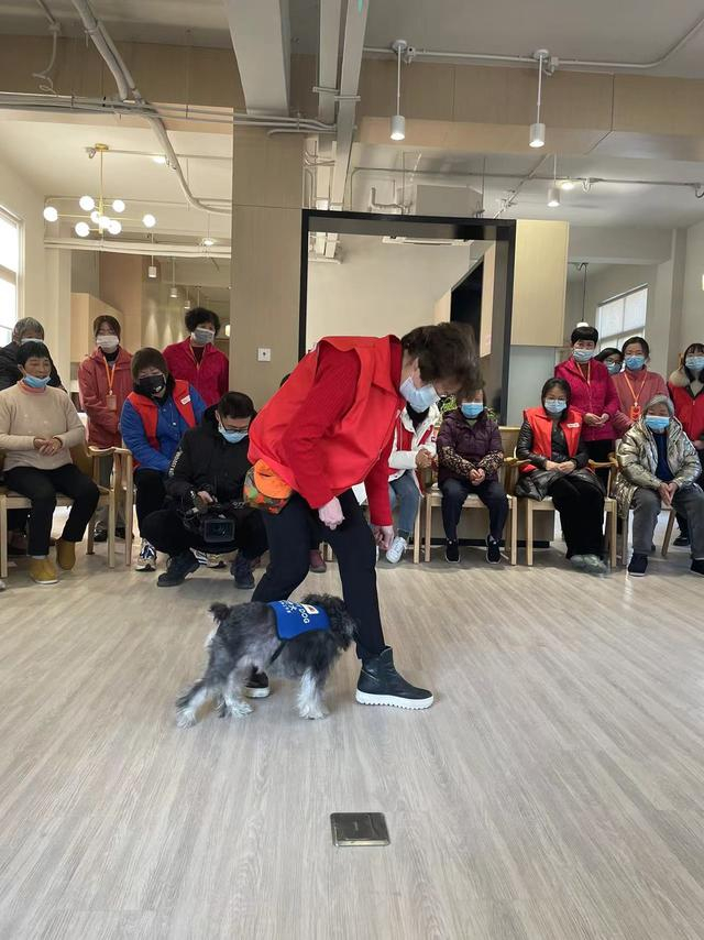 治疗犬biubiu第一次上岗，正在为老人表演“绕腿走”。受访者供图