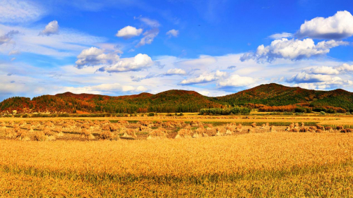 　　图为：黑龙江省五常市稻田风光