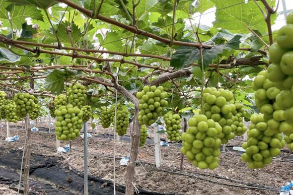 　　图为茶百道江苏阳光玫瑰葡萄基地