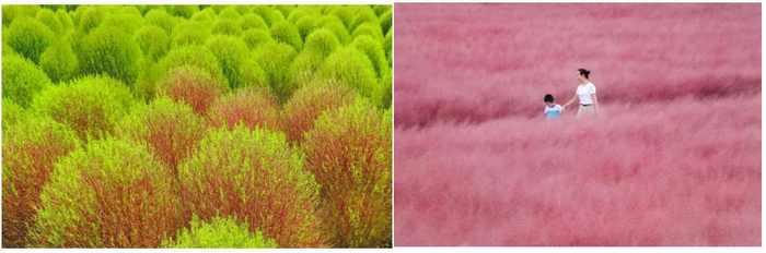 　　▲空港花田实拍及示意图