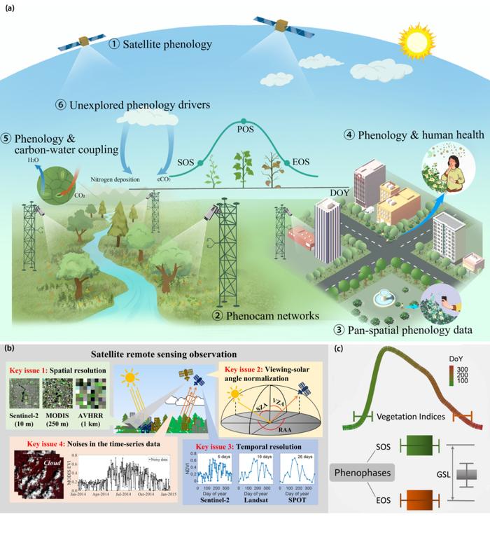 图1 （a） 陆表物候学的六个新兴重要主题；（b） 卫星遥感物候参数反演的技术挑战；（c） 陆表关键物候时期示意图 （Ma et al． 2022）。