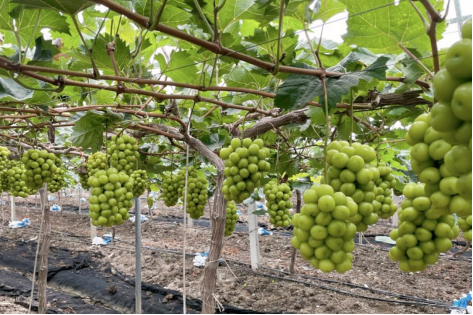 图为茶百道江苏阳光玫瑰葡萄基地