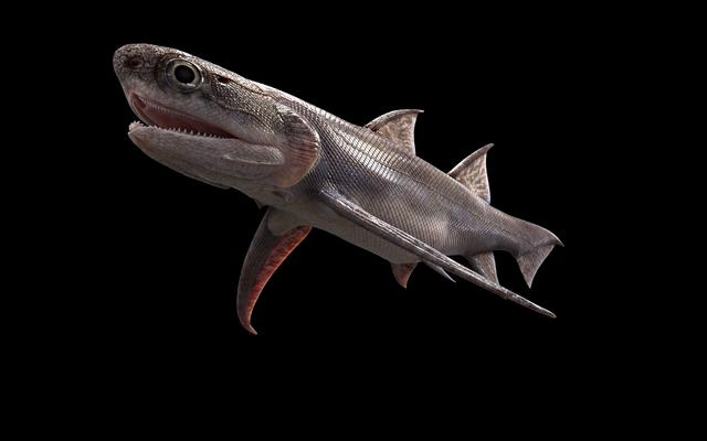 黔齿鱼复原图。中国科学院古脊椎动物与古人类研究所供图