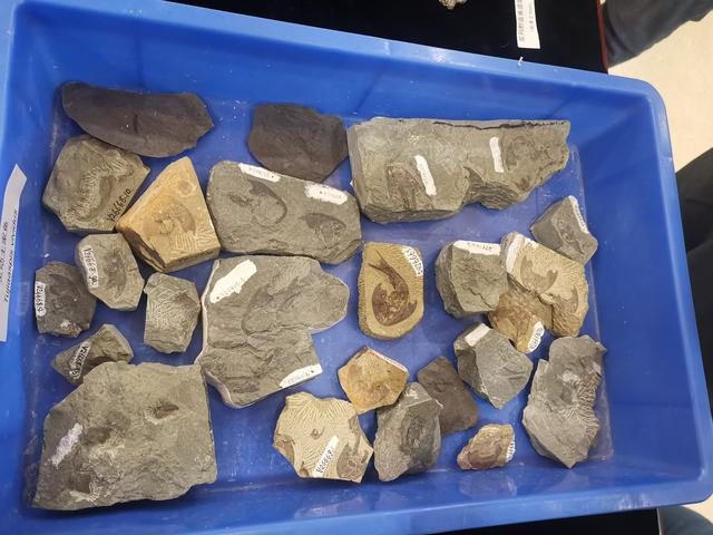 重庆生物群中的化石。新京报记者 张璐 摄