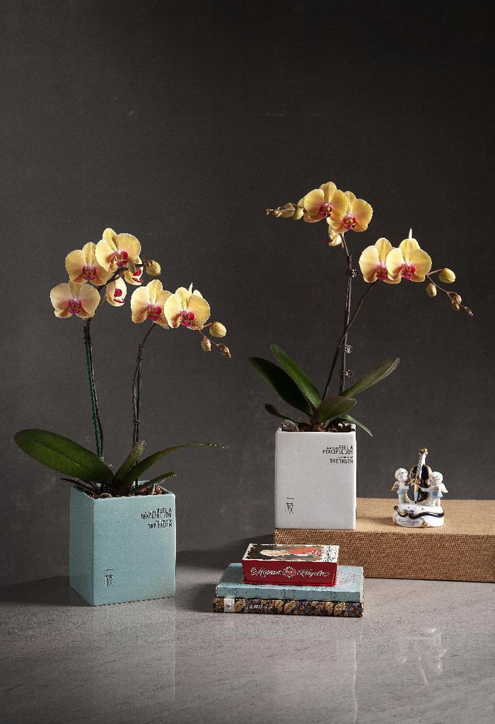 “一枝”蝴蝶兰