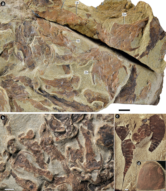 重庆生物群中的有颌鱼类及无脊椎动物海蝎化石。中国科学院古脊椎动物与古人类研究所供图