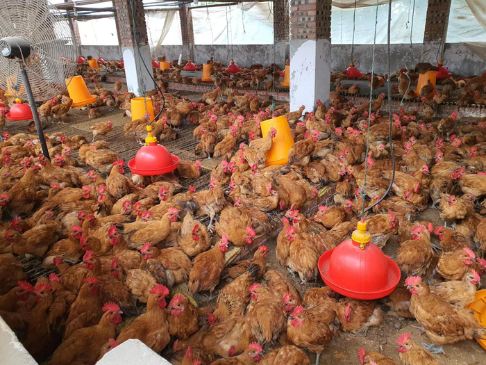 （春燕的养殖场一角 图片来源：财联社记者拍摄）