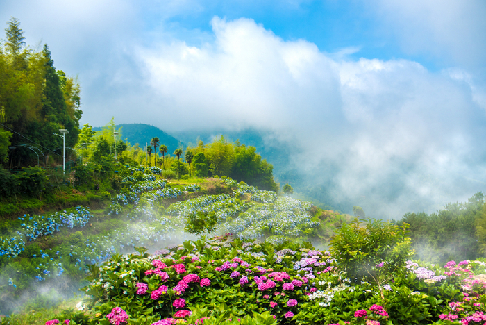 海峡花卉产业园高山花卉基地