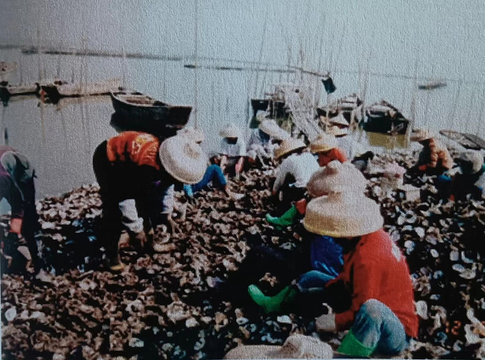 开蚝现场，拍摄于2003年。后海股份公司供图