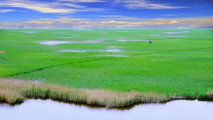沧州南大港湿地